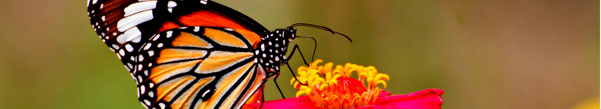 JOOMLA MIGRATIONS